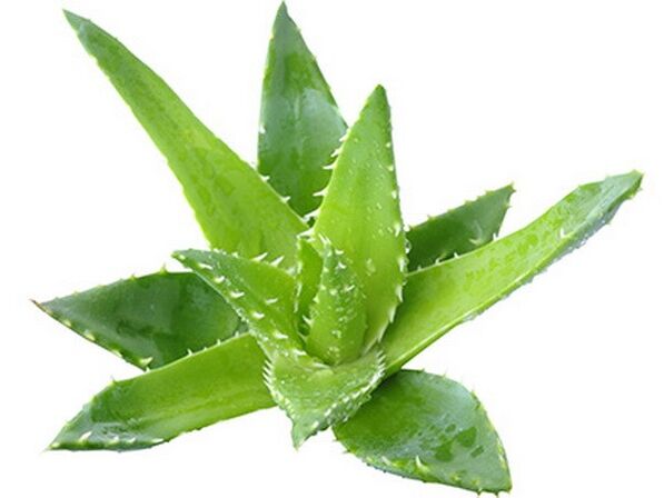 Gelarex aloe özü içerir